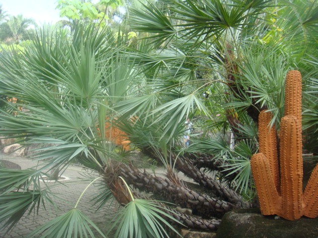 serenoa repens