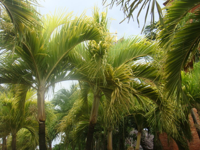 nong nooch 273.jpg