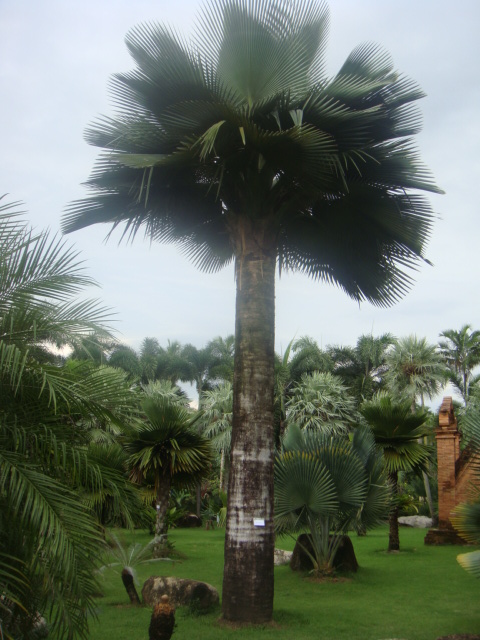nong nooch 274.jpg