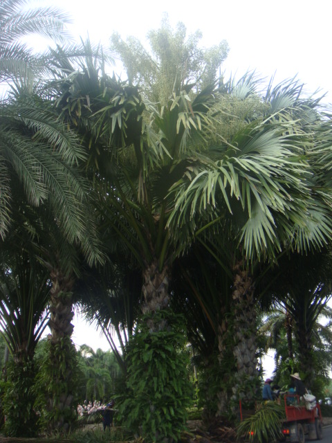 nong nooch 276.jpg