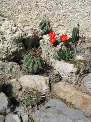 Petite rocaille bis.jpg