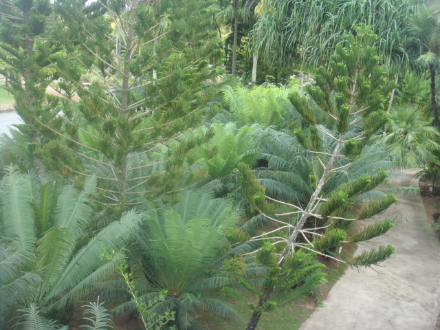 nong nooch 283.jpg