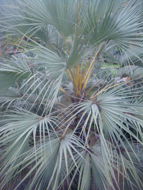 medemia argun