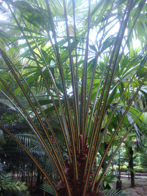 polidocarpus macrocarpa
