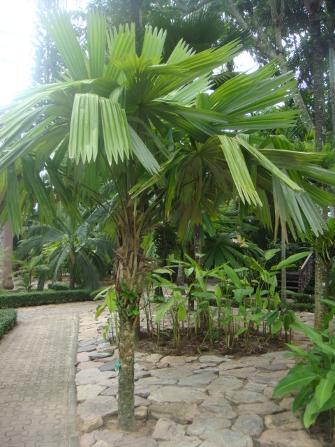 itaya amirocum