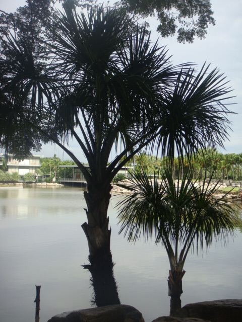 mauritia flexuosa