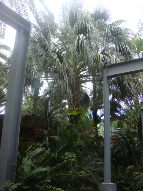 sabal uresana