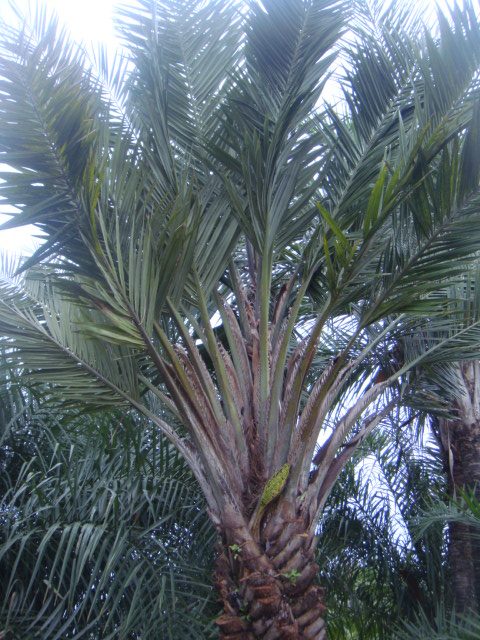 syagrus glauscecens