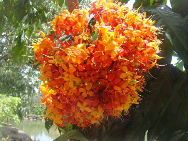 nong nooch 409.jpg