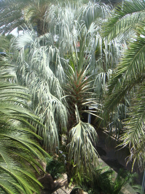 nong nooch 410.jpg
