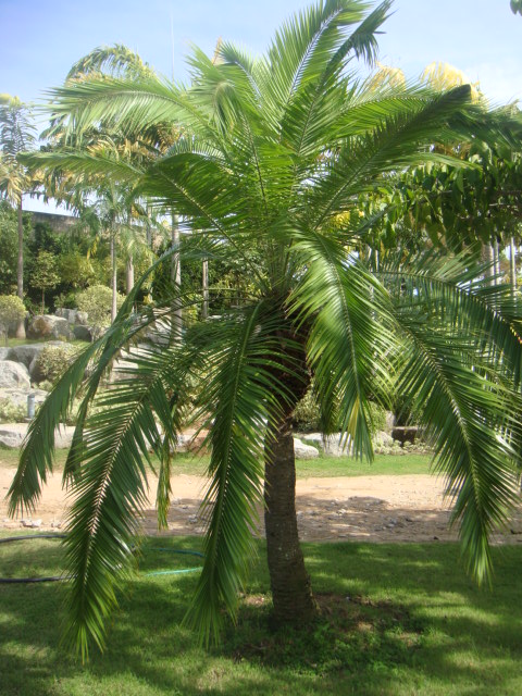 phoenix rupicola x roebellini