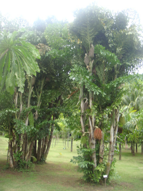 caryota bacsonensis.jpg