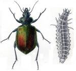Calosoma sycophanta.jpg