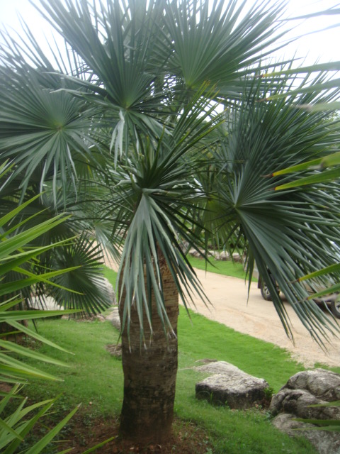 cocothrinax spissa.jpg