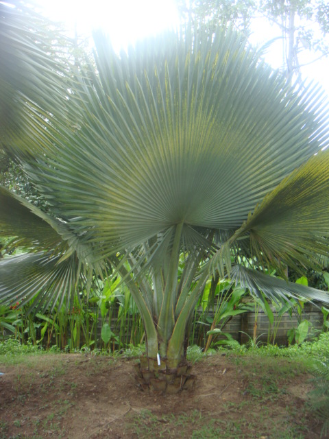 copernicia fallaensis.jpg