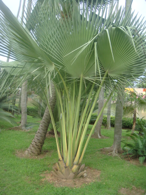 copernicia gigas.jpg