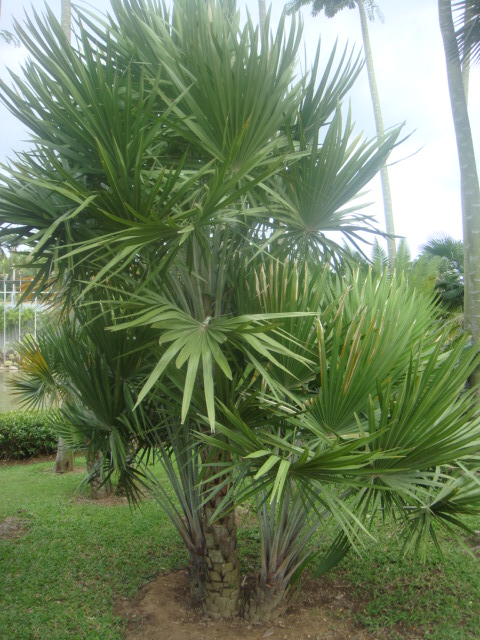 copernicia glabrescens.jpg