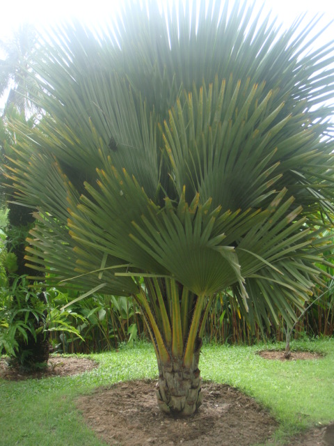 copernicia rigida.jpg