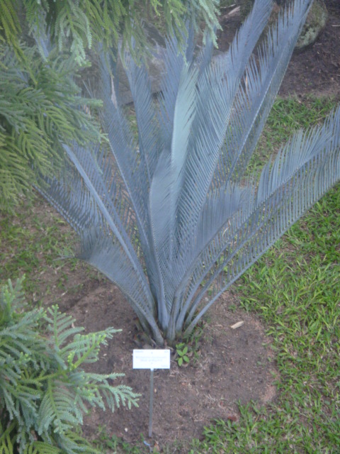 macrozamia macdonnellii.jpg