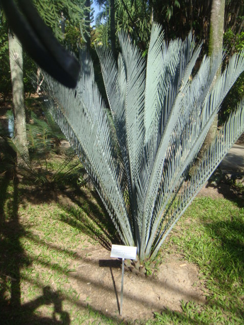 macrozamia macdonnellii 2.jpg