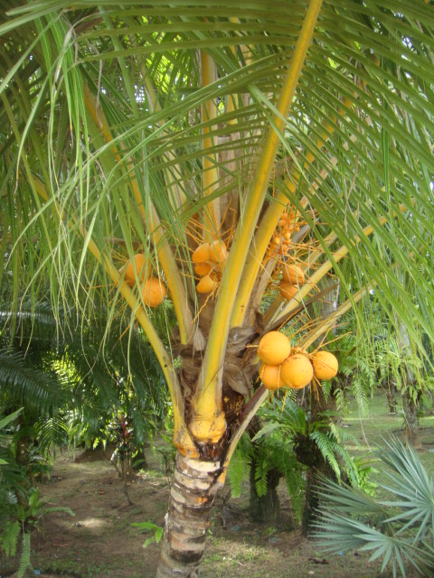cocos nucifera jaune , le cocos de vanuatu