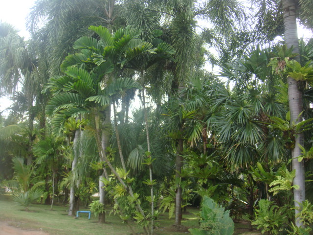 nong nooch 139.jpg