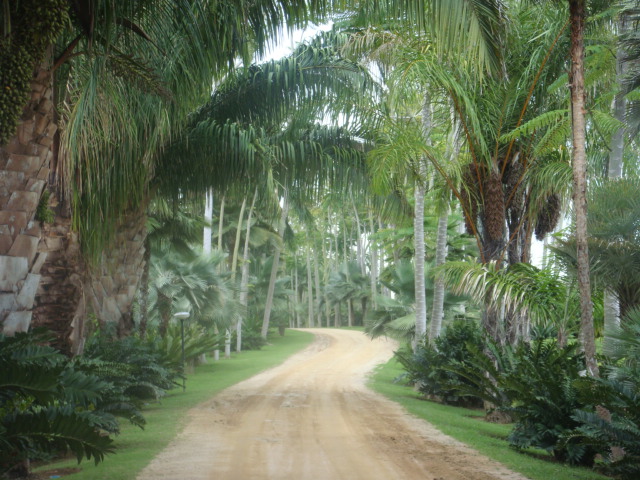 nong nooch 250.jpg