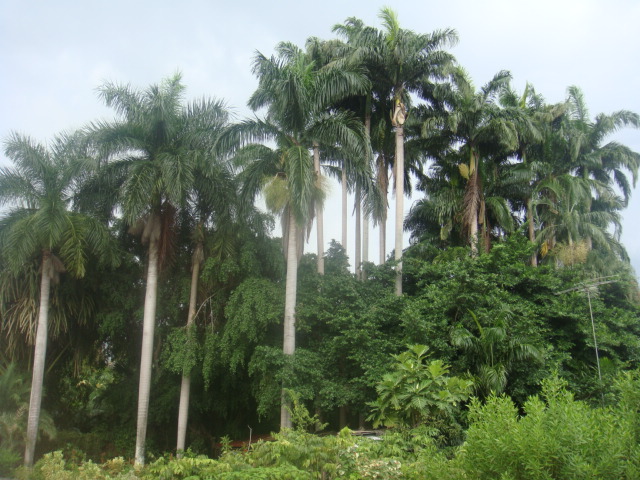 nong nooch 260.jpg