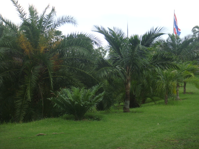 nong nooch 328.jpg