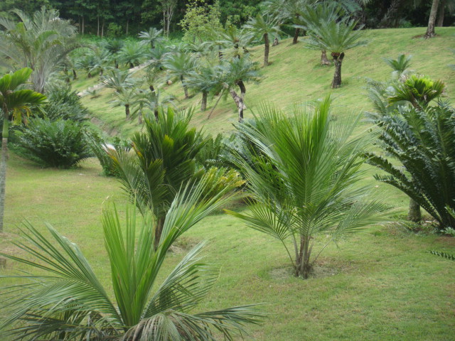 nong nooch 330.jpg