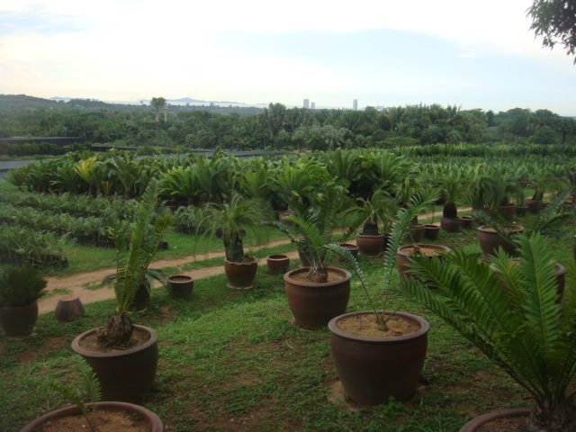 nong nooch 336.jpg