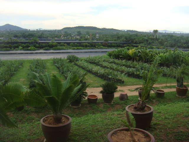 nong nooch 337.jpg