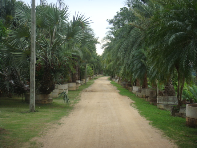 nong nooch 339.jpg