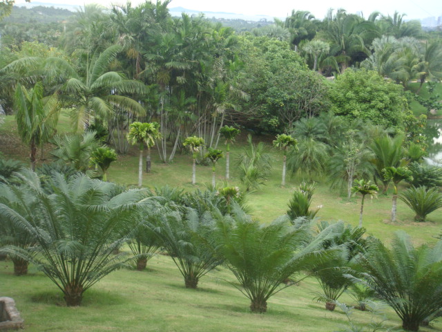 nong nooch 355.jpg