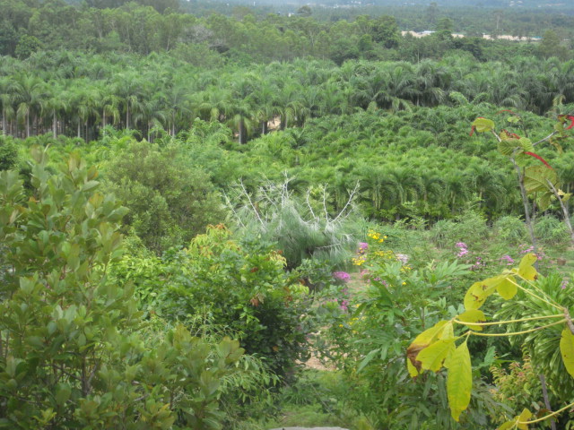 nong nooch 366.jpg