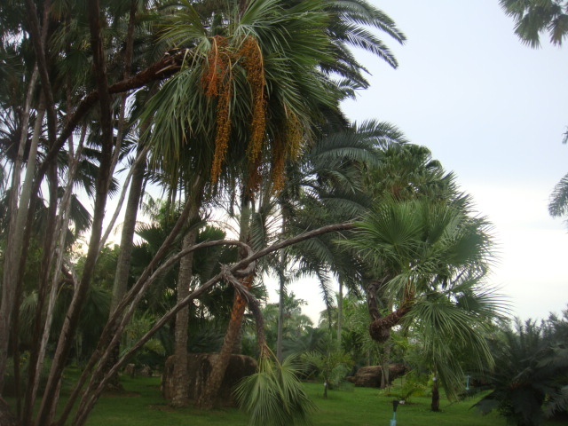 nong nooch 382.jpg