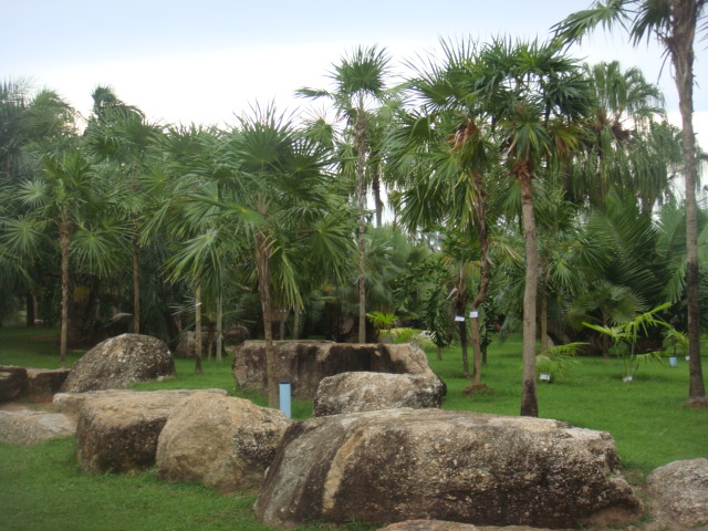 nong nooch 384.jpg