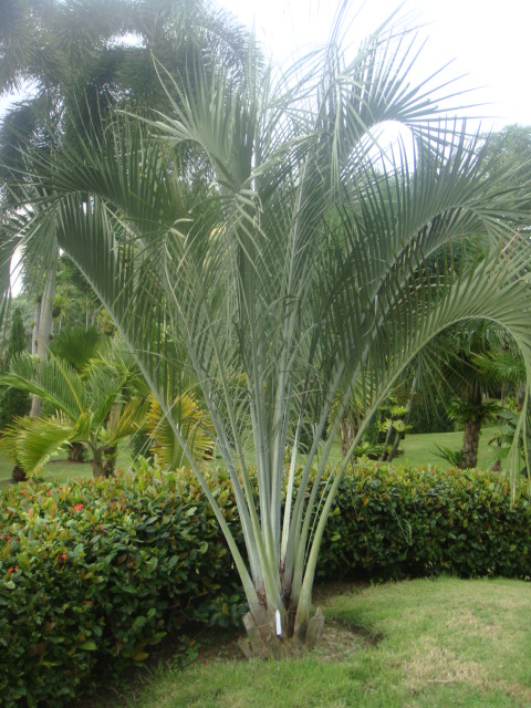 ravanea xerophylla.jpg