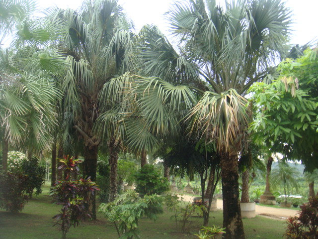 sabal causiarum.jpg