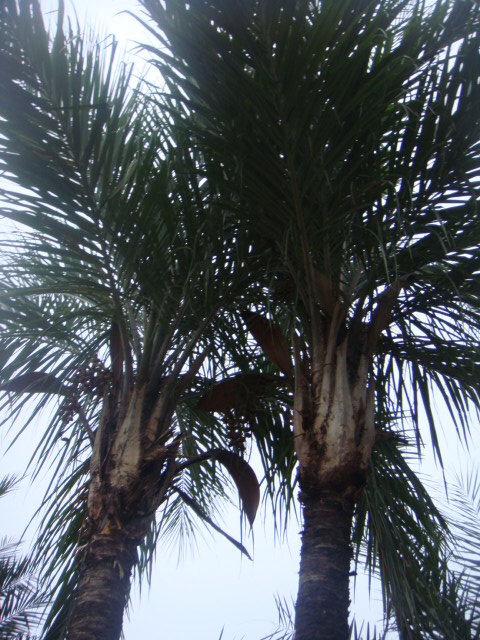 syagrus cearensis.jpg