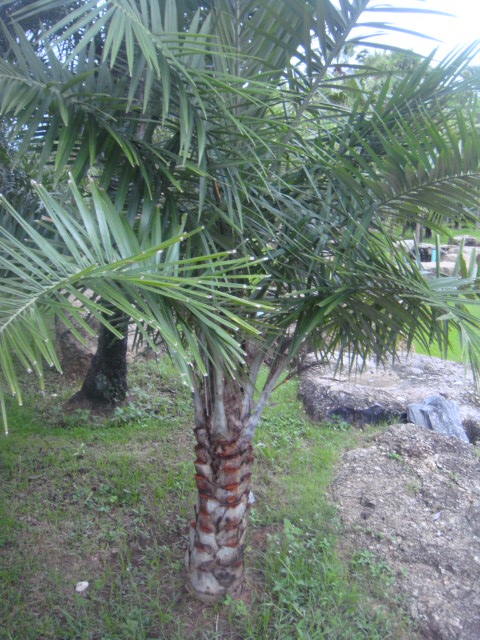 syagrus comosa.jpg