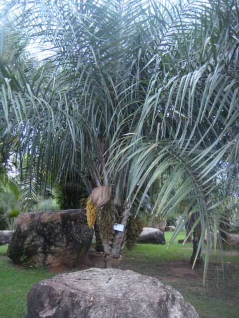 syagrus coronata.jpg