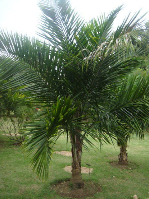 syagrus pseudococcos.jpg