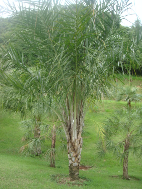 syagrus x mataforme.jpg