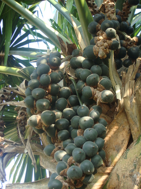 fruits du borassodendron machoensis
