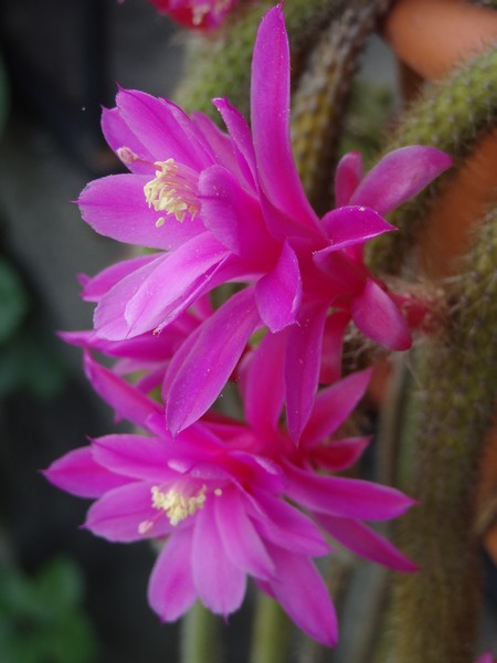Aporocactus sp2 fl (3) bis.jpg