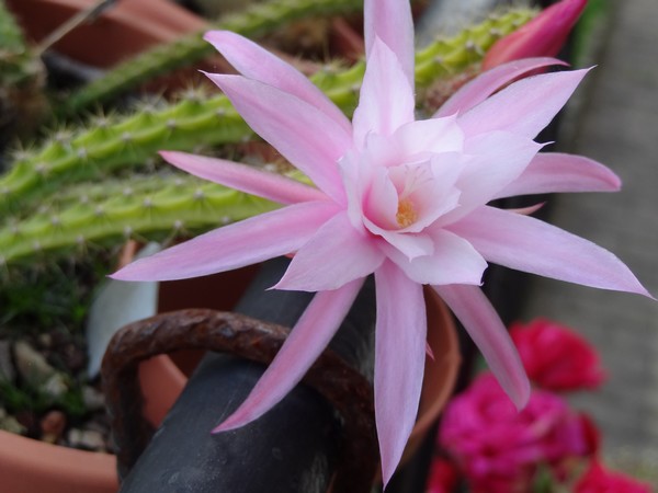 Aporocactus sp fl (2) bis.jpg