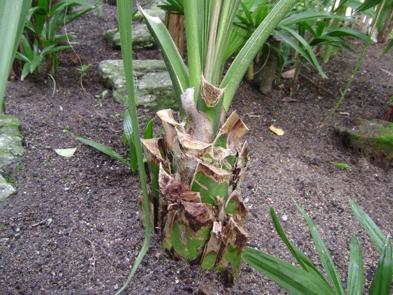 003 Sabal minor.jpg