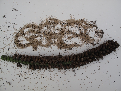 Agave v-r fruits et graines.jpg