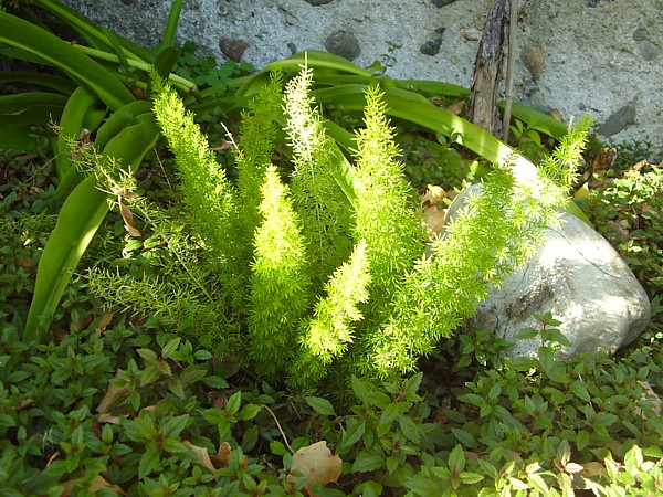 16 octobre 2012 (11).JPG